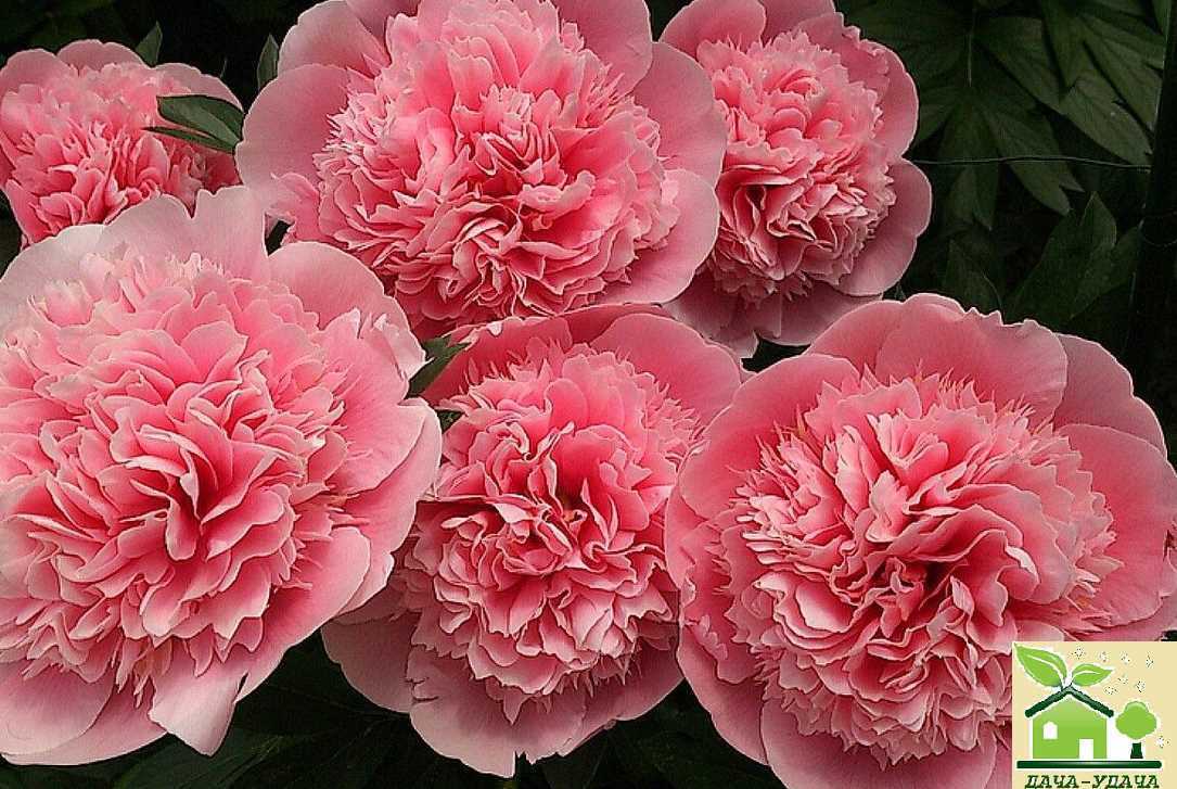Пионы: самые красивые цветы для сада