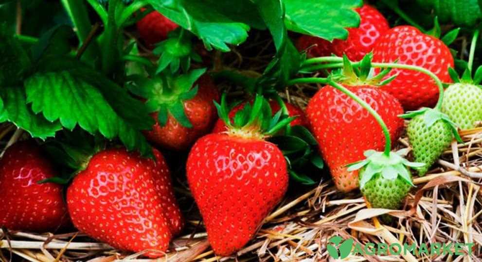 Выбор и уход за клубникой: самые популярные сорта воздушных ягод