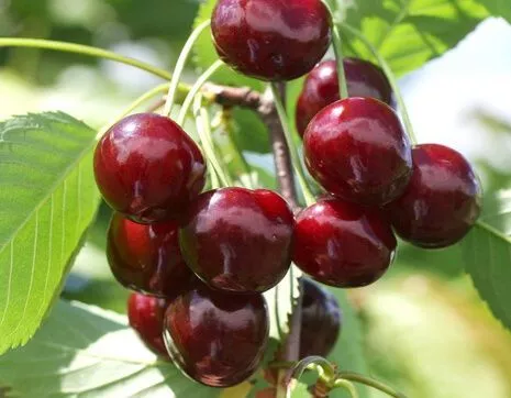 Сорта черешни деревьев: как выбрать и вырастить вкусные плоды