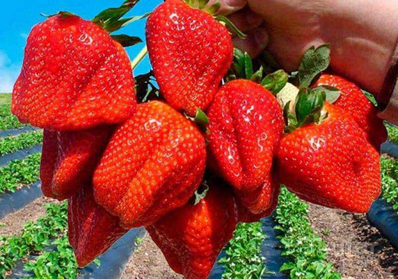 Сорта клубники: секреты успешного выращивания самых вкусных ягодных сортов