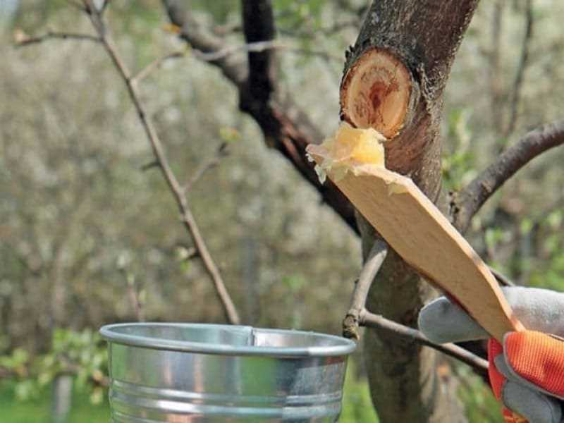 Сорта персиковых деревьев: как создать тепличную атмосферу для выращивания