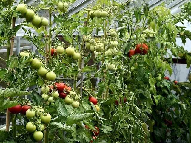 Сорта томатов: выбор и выращивание самых ароматных и сочных томатов в саду
