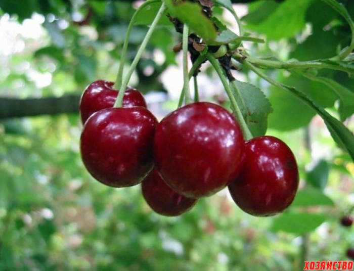 Сорта вишни деревьев: какие сорта подойдут для выращивания в саду