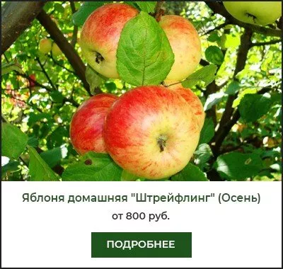 Сорта яблонь: как выбрать и выращивать идеальные сорта для своего сада
