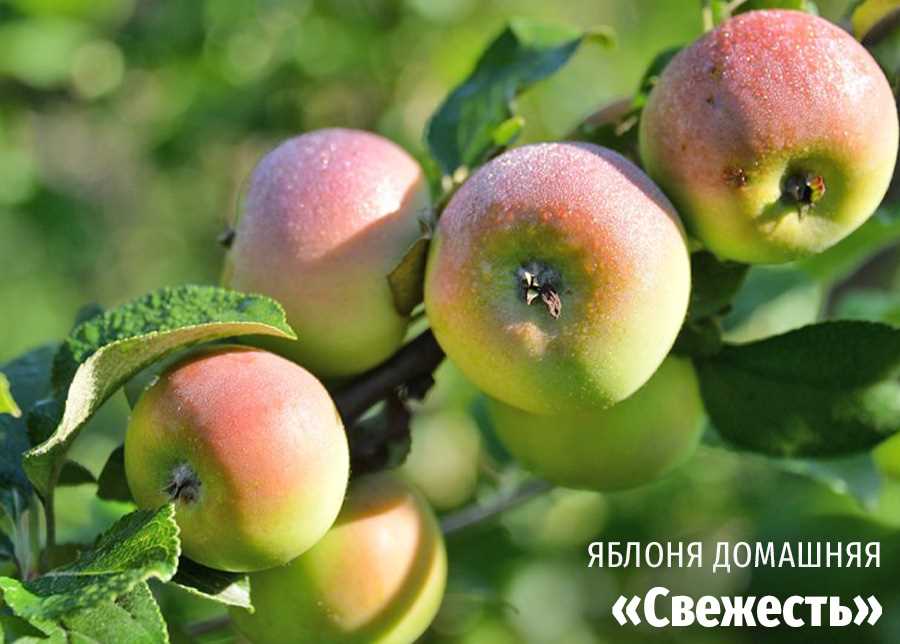 Сорта яблонь: выбор лучших сортов для садов и садовых участков
