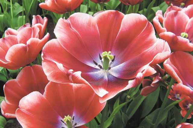 Тюльпаны: выбор и уход за шедеврами весеннего сада