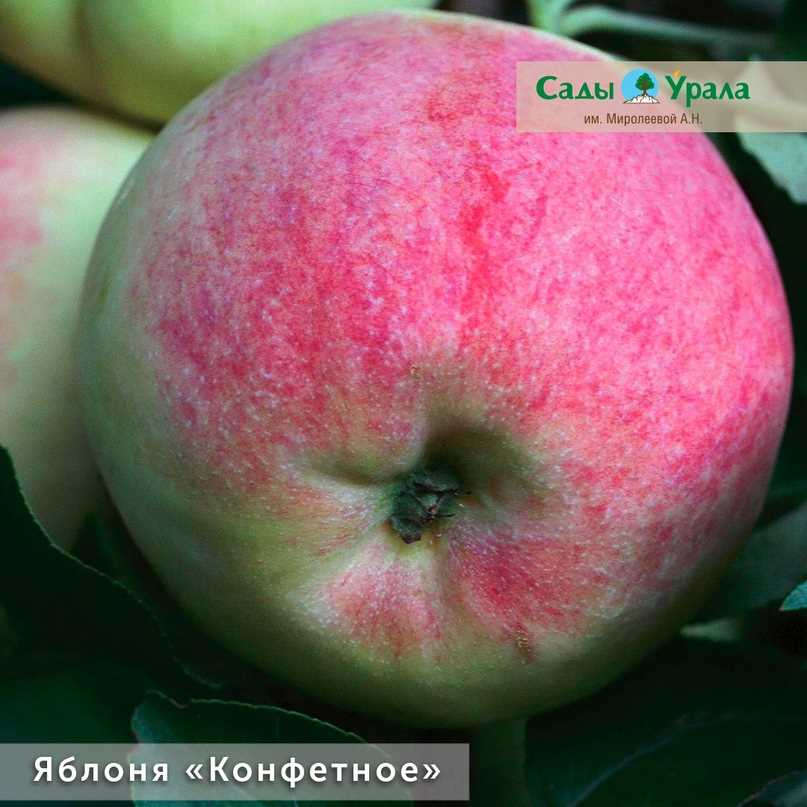 Выбор и посадка самых популярных сортов яблонь
